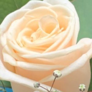 Meet your Posher, Cecilia